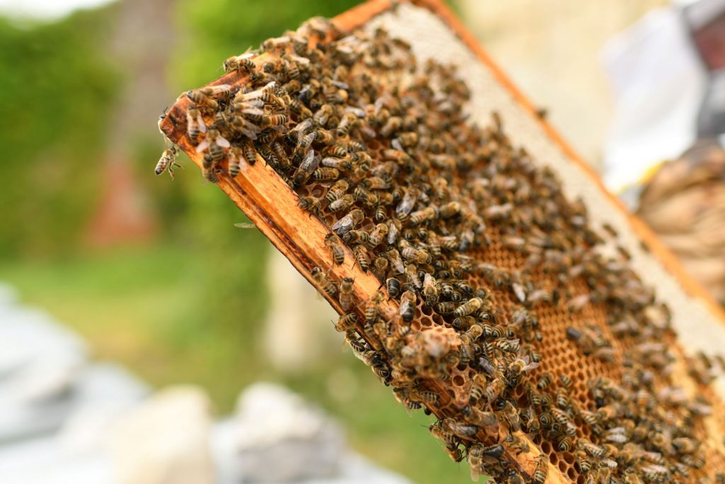 What is the best beehive for beginners